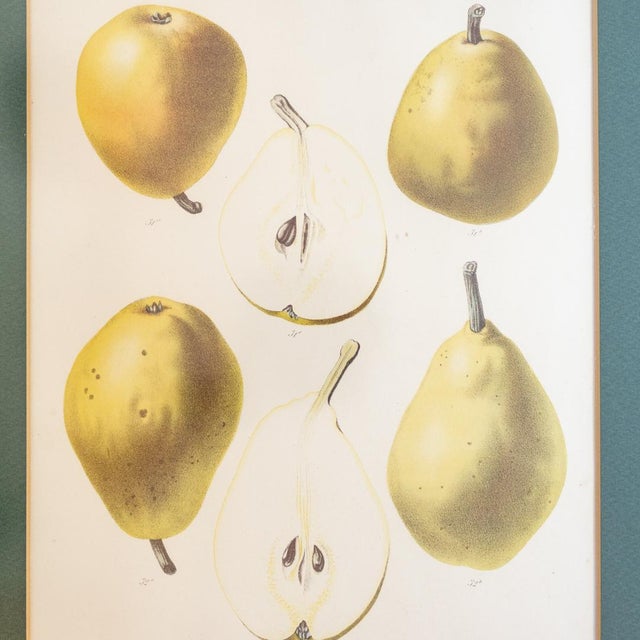 Botanical Pear Prints Samuel Berghuis G Severeyns 19th Century
