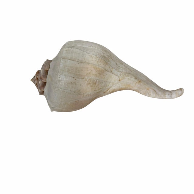 Offering this large Lightning Whelk shell (Busycon contrarium).Key FeaturesLeft-handed spiral: The opening (aperture)...