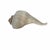 Offering this large Lightning Whelk shell (Busycon contrarium).Key FeaturesLeft-handed spiral: The opening (aperture)...