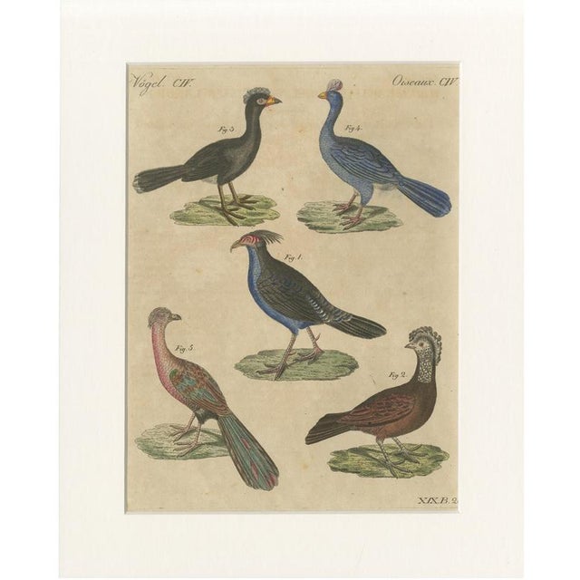 Bertuch, Crested Birds, 1800, Engraving For Sale - Image 9 of 9