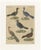 Bertuch, Crested Birds, 1800, Engraving For Sale - Image 9 of 9