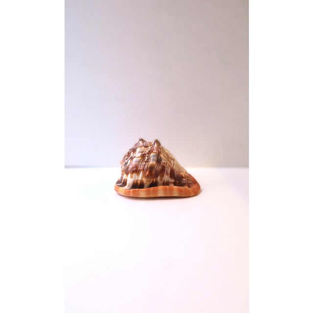 Italian Cameo Shell Seashell, Neoclassical Style, Mid-20th Century, Italy For Sale - Image 4 of 8