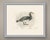 This antique bird print shows a barnacle goose standing in shallow water, the white face and forehead set sharply against...