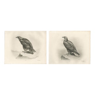 British Eagle Photogravures by L. M. Medland, 1908, Set of 2 For Sale