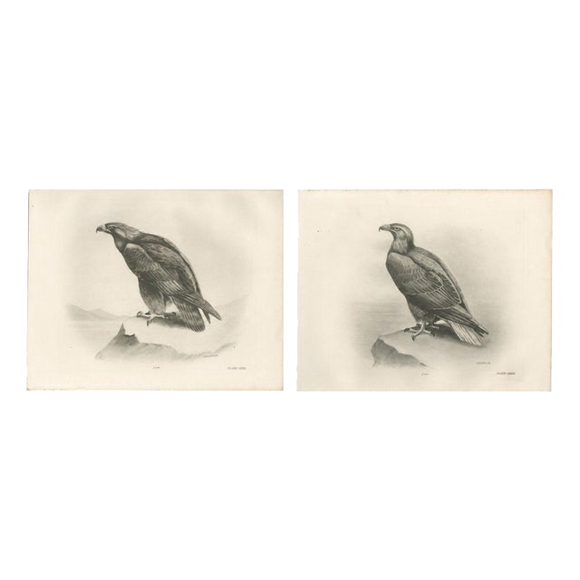 British Eagle Photogravures by L. M. Medland, 1908, Set of 2 For Sale