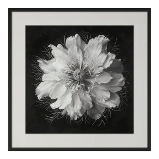 20" X 20" - 'Nigella Damascena Flower' - Black and White Botanical Photography Print For Sale