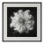 20" X 20" - 'Nigella Damascena Flower' - Black and White Botanical Photography Print For Sale
