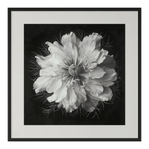 20" X 20" - 'Nigella Damascena Flower' - Black and White Botanical Photography Print