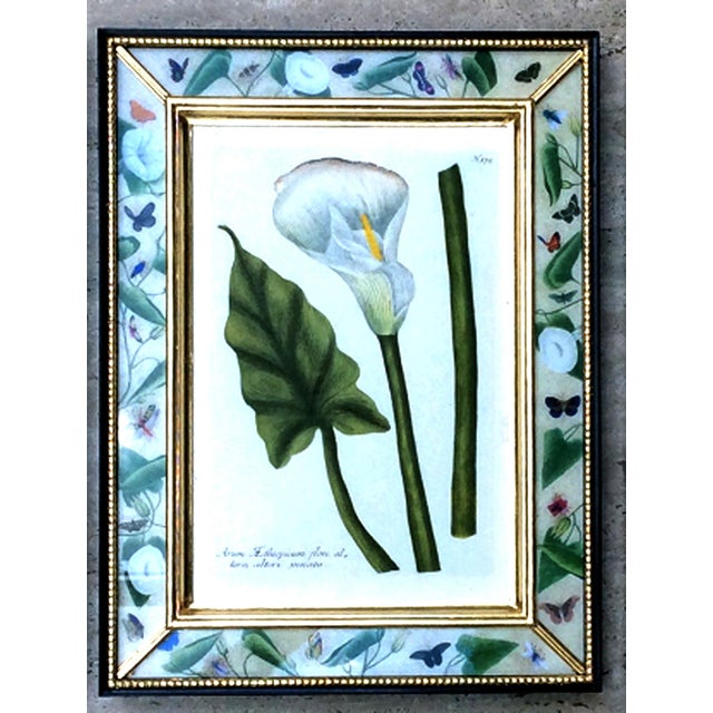 Botanical Splendor- Johann Weinmann Botanical Framed Engravings- A Set of Twelve (12) For Sale - Image 11 of 13