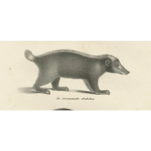 C.C. G. Zool., Collared Peccary, Javanese Skunk and Nordic Wolverine, 1836, Lithograph For Sale - Image 6 of 10