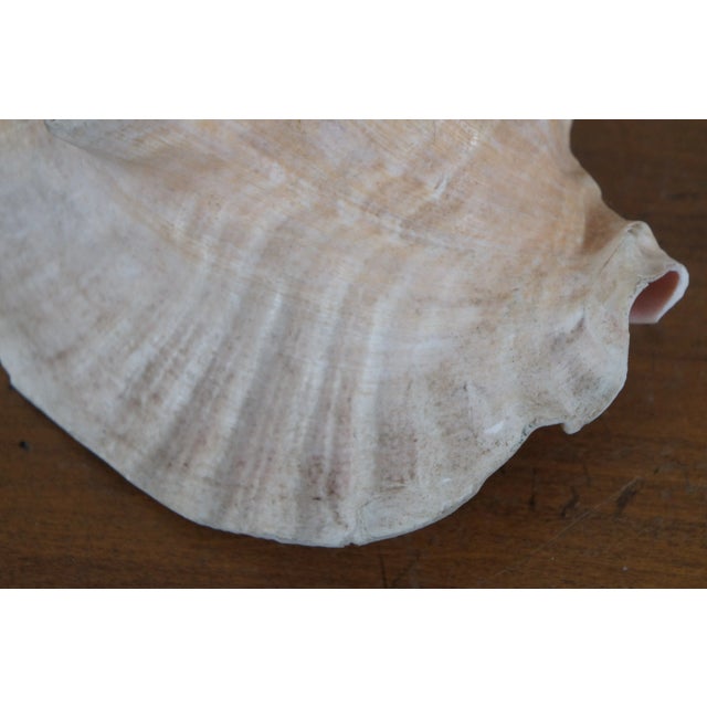 Vintage Queen Conch Shell Aliger Gigas Marine Arena Johns Pass Florida For Sale - Image 10 of 12