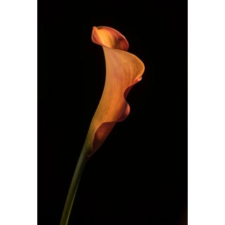 Yoko Okamoto, Orange Coloured Calla Lily, Photographic Paper For Sale