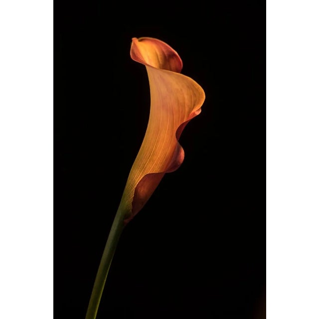Yoko Okamoto, Orange Coloured Calla Lily, Photographic Paper For Sale