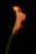 Yoko Okamoto, Orange Coloured Calla Lily, Photographic Paper For Sale
