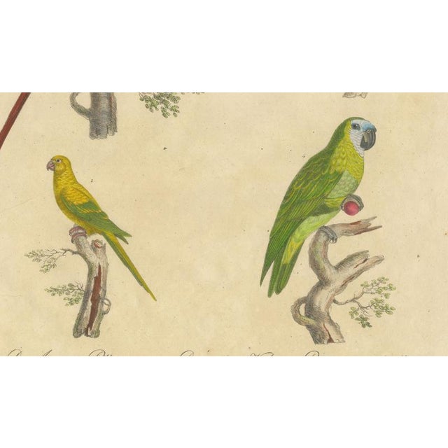 Brodtmann, Macaw, Cockatoo & Amazon Parrots, 1816, Lithograph For Sale - Image 6 of 10