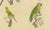 Brodtmann, Macaw, Cockatoo & Amazon Parrots, 1816, Lithograph For Sale - Image 6 of 10