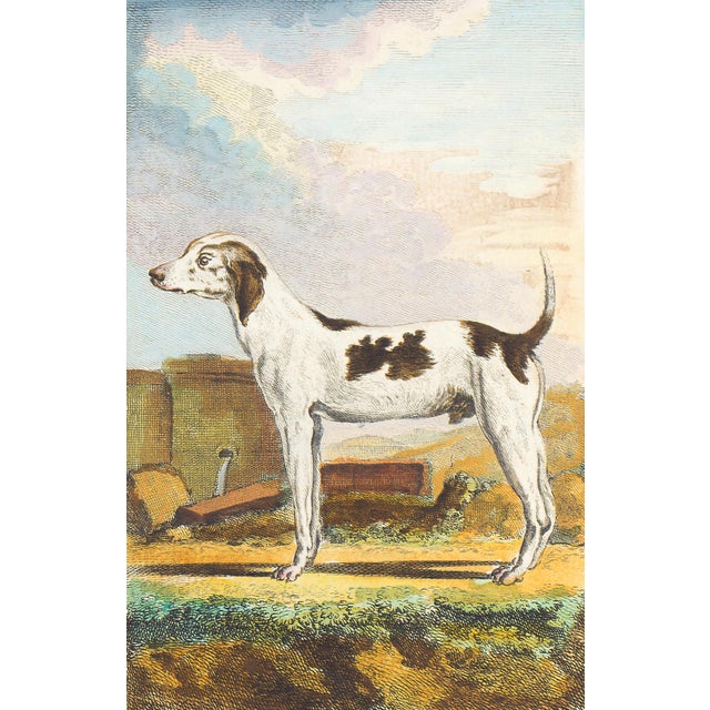 This charming hand-colored 1758 engraving is one of the oldest available prints of a dog. Taken from the 10th volume...