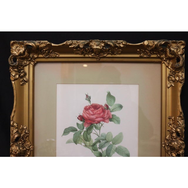 Mid 20th Century Mid 20th Century Large Framed Pierre-Joseph Redouté "Rosa Gallica Pontiana" Botanical Reproduction Print For Sale - Image 5 of 6