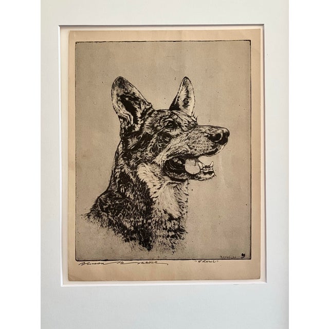 Original vintage Etching of a German Shepherd Dog signed Lower left by Benson Bond Moore. Presented matted and framed in...