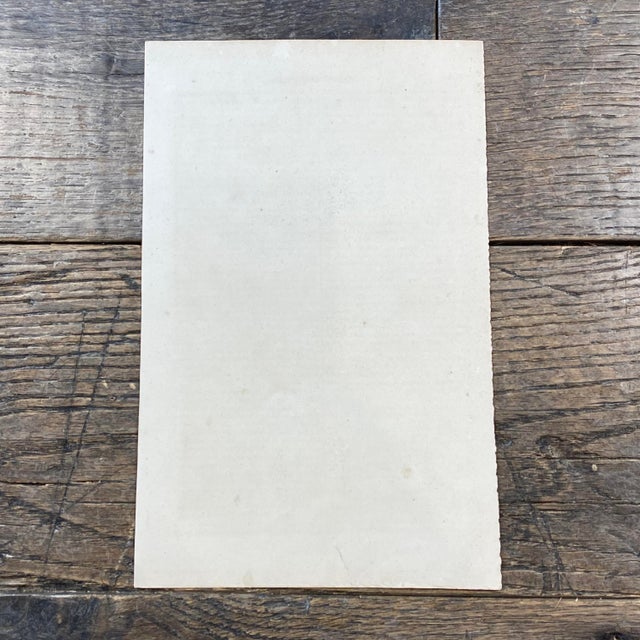 Paper French Antique 18th Century "Le Chinchilla" Chinchilla Engraving Hand Colored Signed Artwork For Sale - Image 7 of 7