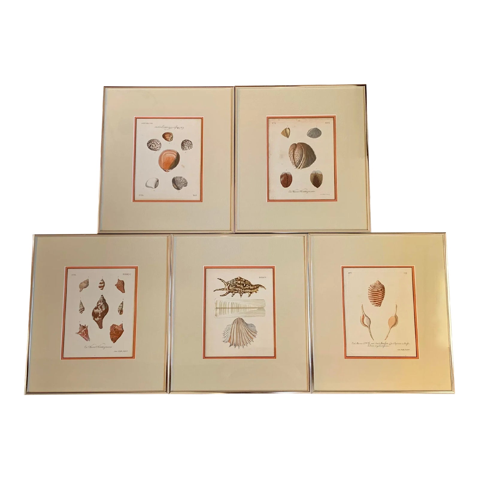 German Engravings of Seashells by Georg Wolfgang Knorr- Set of Five ...