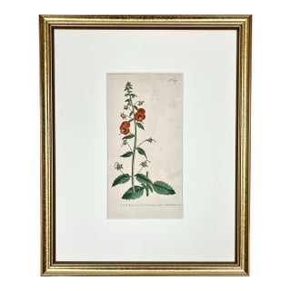 Antique Original Hand Colored Curtis Floral Botanical Etching 1798 For Sale