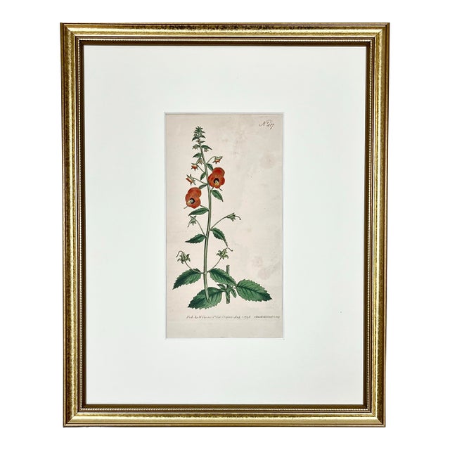 Antique Original Hand Colored Curtis Floral Botanical Etching 1798 For Sale