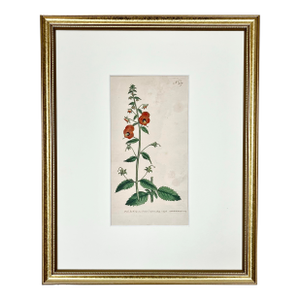 Antique Original Hand Colored Curtis Floral Botanical Etching 1798