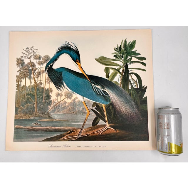 Audubon Bird Print – “Louisiana Heron”, 1964 Abrams Folio – Vintage Ornithology Art 1964 print from "The Audubon Folio:...