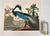 Audubon Bird Print – “Louisiana Heron”, 1964 Abrams Folio – Vintage Ornithology Art 1964 print from "The Audubon Folio:...