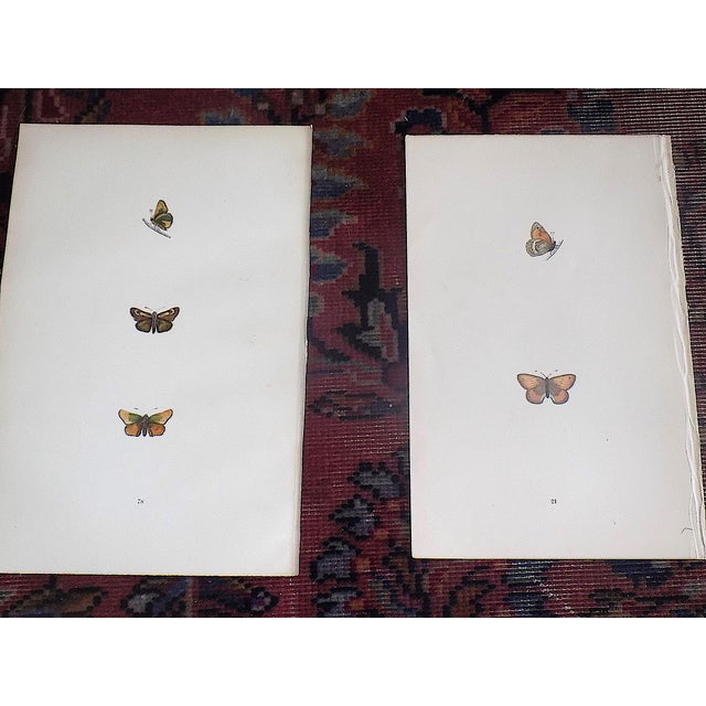 Antique 19th Century Hand Colored Butterfly Lithographs - Set of 10 For Sale - Image 4 of 12