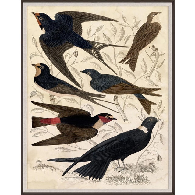 This collection originates from 19th century engravings and explores the contrast between saturated birds and a neutral...