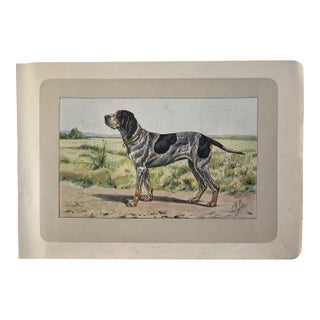 1907 French Photogravure Print of "Le Braque Du Wurtemberg” Hunting Dog - For Sale