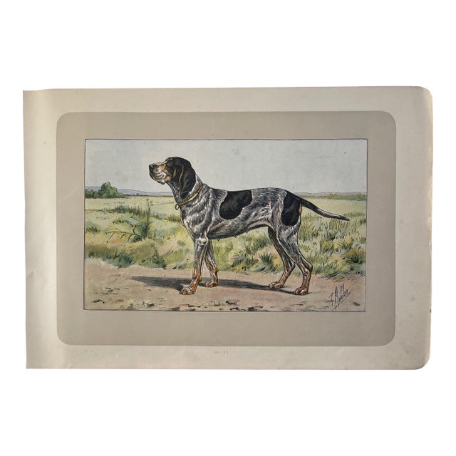 1907 French Photogravure Print of "Le Braque Du Wurtemberg” Hunting Dog - For Sale