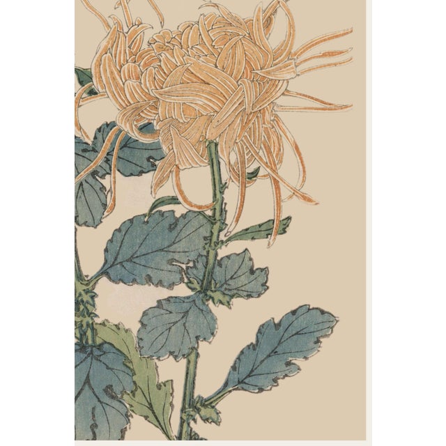 Not Yet Made - Made To Order Spider Chrysanthemum Pair by Hasegawa Japanese Botanical Art Print, 36" X 54" For Sale - Image 5 of 10