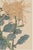 Not Yet Made - Made To Order Spider Chrysanthemum Pair by Hasegawa Japanese Botanical Art Print, 36" X 54" For Sale - Image 5 of 10