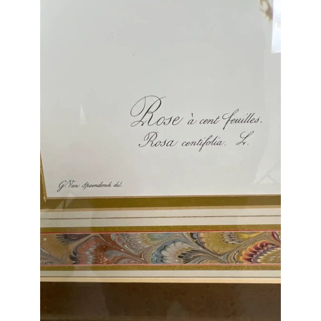 Paper Vintage Botanical Rose Rosa Centifolia After Van Spaendonck Gilt Framed Print 1960's For Sale - Image 7 of 13