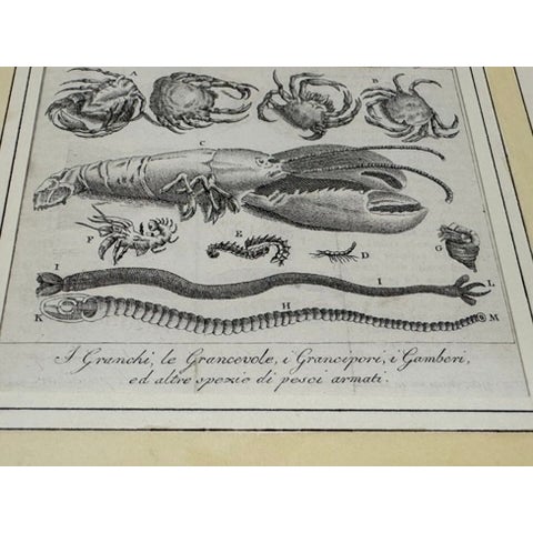 Lot of 3 Antique Italian Natural History Fish & Ray Engravings, Hand Colored, Matted For Sale In Atlanta - Image 6 of 14