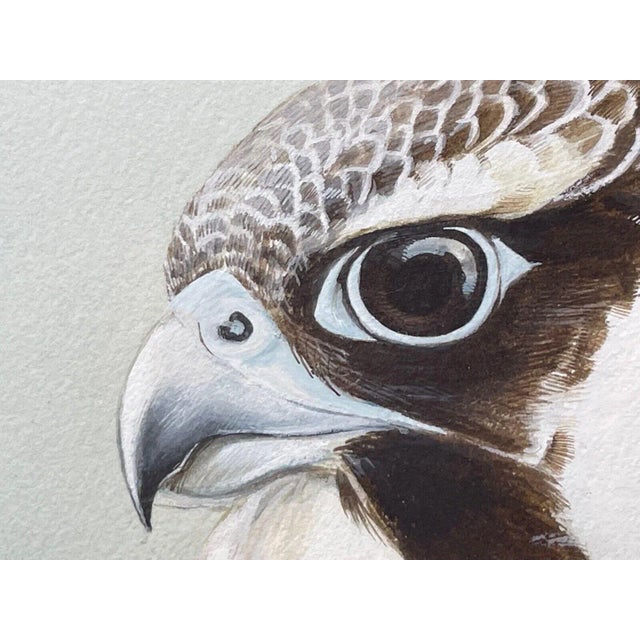Paper Vintage Original British Gouache Watercolor Peregrine Falcon by David Johnston For Sale - Image 7 of 12