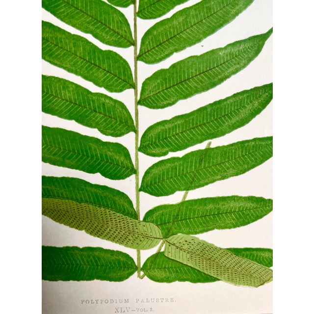 Antique Botanical Lithograph of a Fern Print by Edward J. Lowe London c.1867 For Sale - Image 4 of 6
