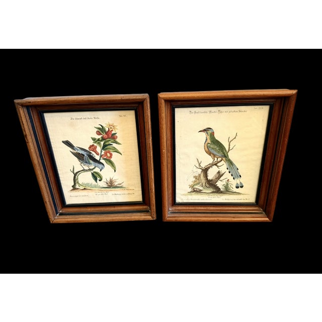 Realism Pair Antique Original George Edwards Bird Prints, Framed For Sale - Image 3 of 15