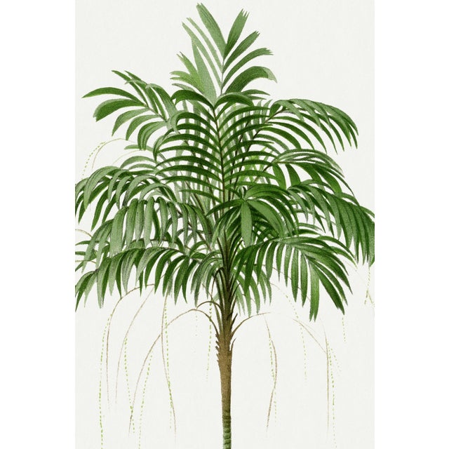 Paper Royal Palm Study, Vintage Botanical Art Print Reproduction, 16" X 24" For Sale - Image 7 of 10