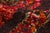 Vintage Moroccan Berber Rug in Dark Red & Orange by Rug & Kilim, 1950-1959 For Sale In New York - Image 6 of 9