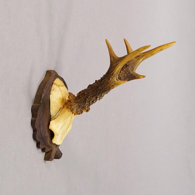 Rustic European Antique Red Deer Trophy on Carved Plaque, Black Forest, Germany ca.1935 For Sale - Image 3 of 5