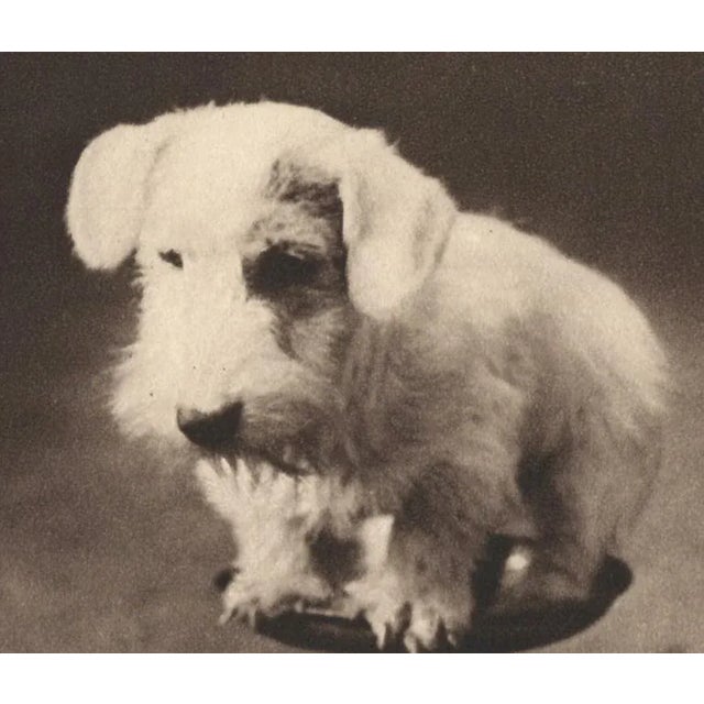 Utterly charming original vintage photograph. Sealyham Terrier Puppy photogravure. Perfect for a child's room,den, living...