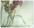 California Seascape, Botanical Study - Double Sided Mid Century Watercolor by Doris Warner For Sale In Monterey, CA - Image 6 of 6