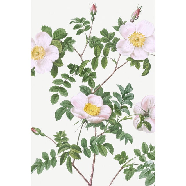 Paper White Rose, Vintage Botanical Art Print Reproduction by Pierre-Joseph Redouté, 20" X 30" For Sale - Image 7 of 11