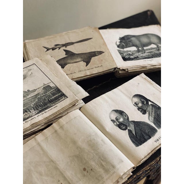 Biedermeier Artist, The Gentle Cat, 1831, Lithograph, Framed For Sale - Image 17 of 18