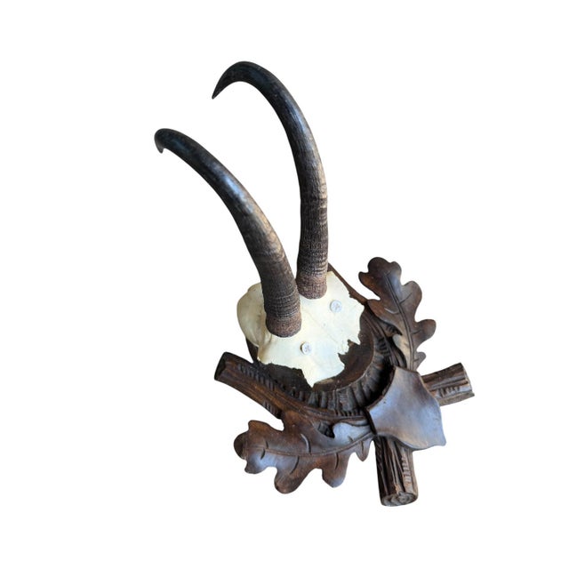 Chamois trophy mounted on a carved wood plaque with oak leaves.