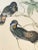 John Gould, H.C. Richter 19th Century Hand-Colored Lithograph of Hummingbirds For Sale - Image 4 of 11